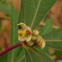 Manihot esculenta Crantz